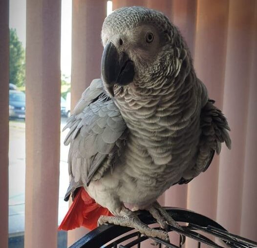 Sally, African Grey Parrot